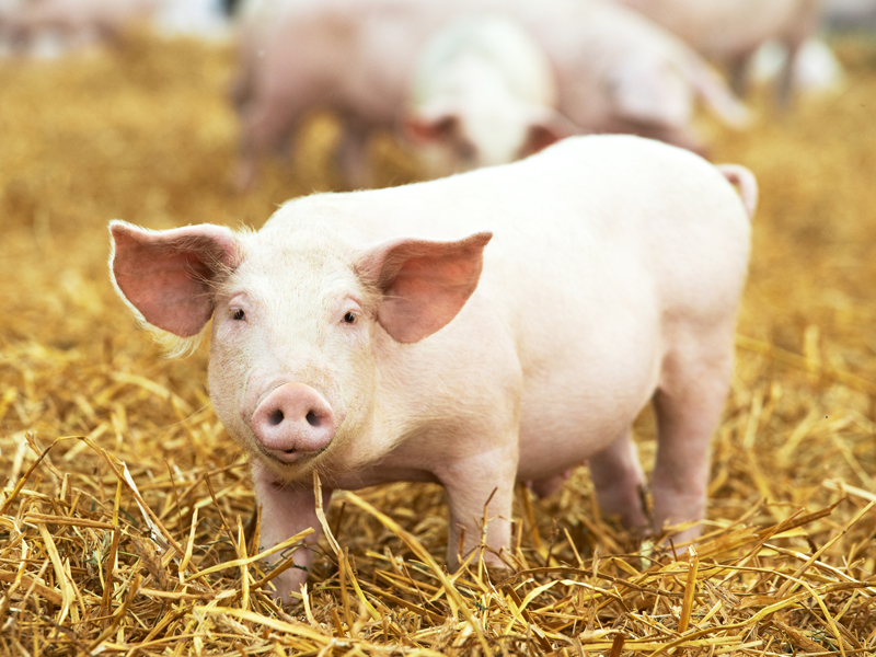 Ein Ferkel auf einem Strohboden